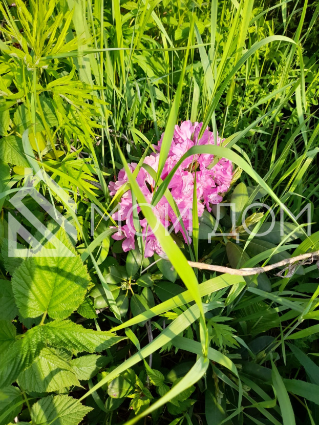 Фото - 3, объекта №