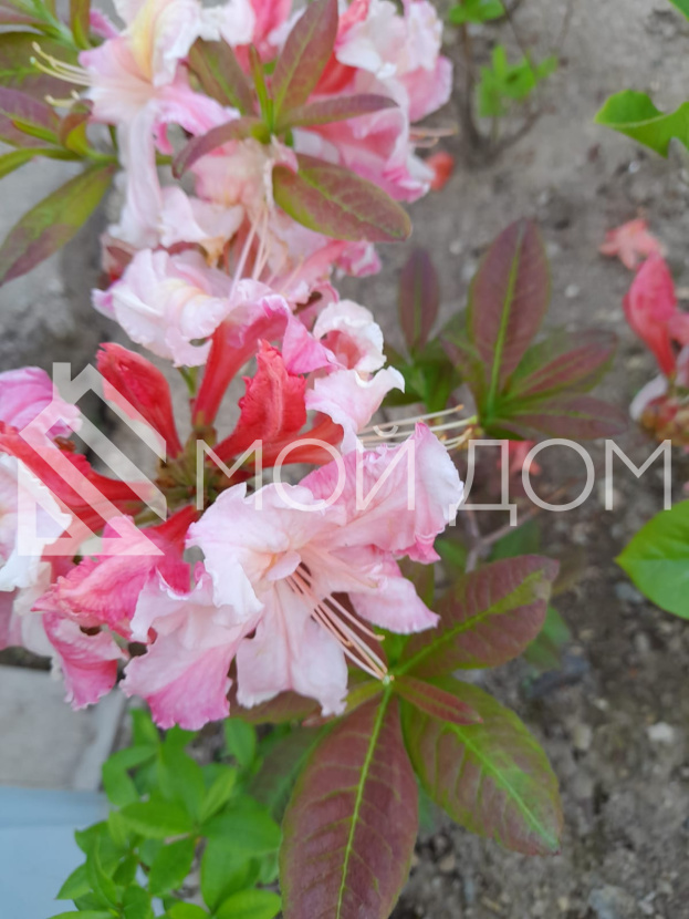 Фото - 0, объекта №