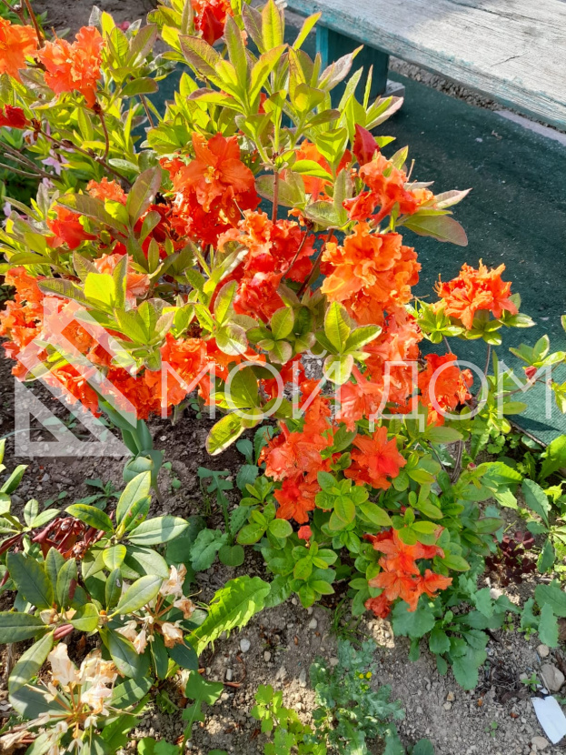 Фото - 1, объекта №